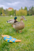 Obrazek Skarpety LONKA Depate duck 3 pary