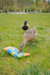 Obrazek Skarpety LONKA Depate duck 3 pary