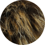 Obrazek VOXX czapka Twingo brązowa 1 szt.