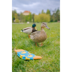 Obrazek Skarpety LONKA Depate duck 3 pary
